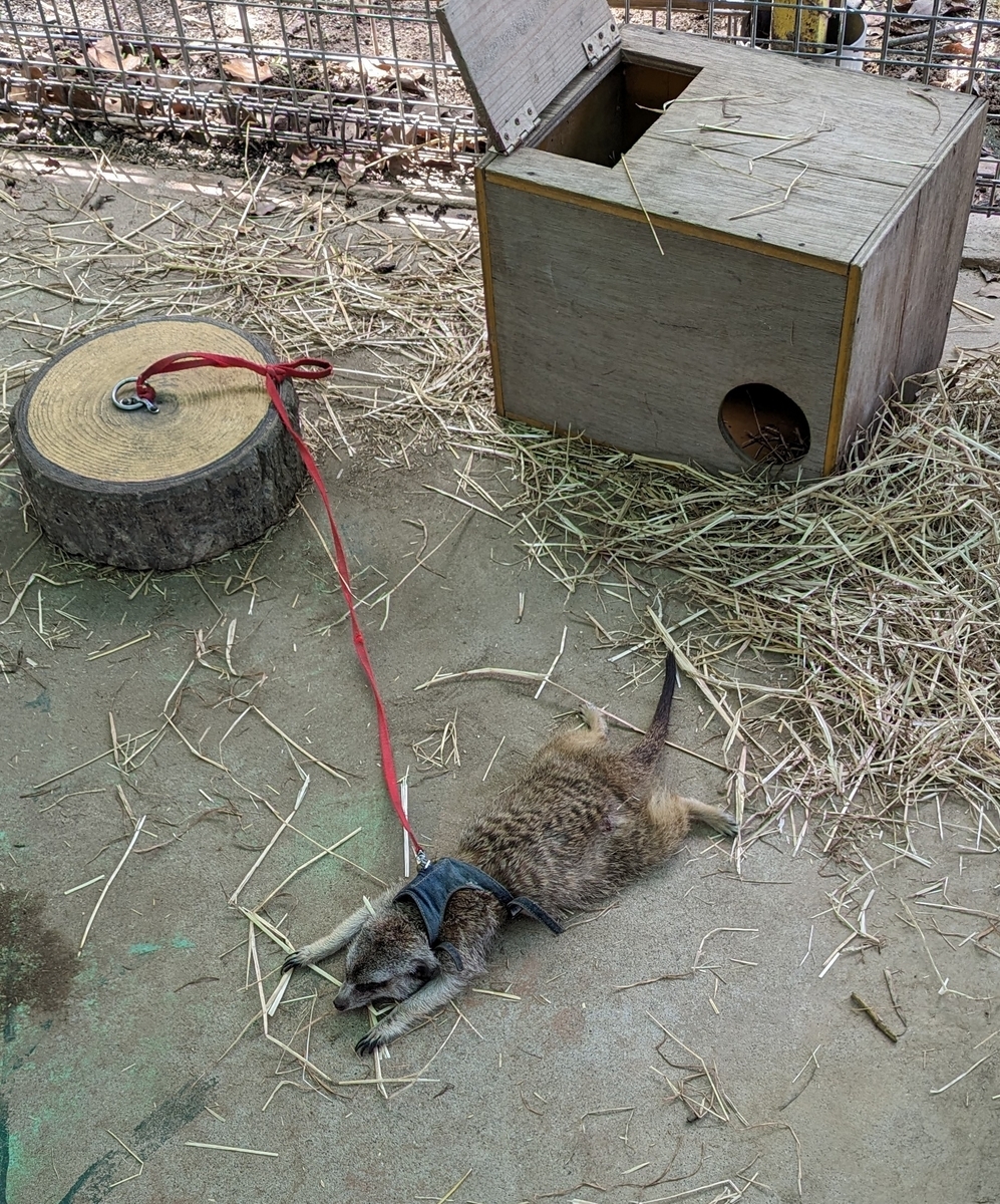 ミーアキャット1