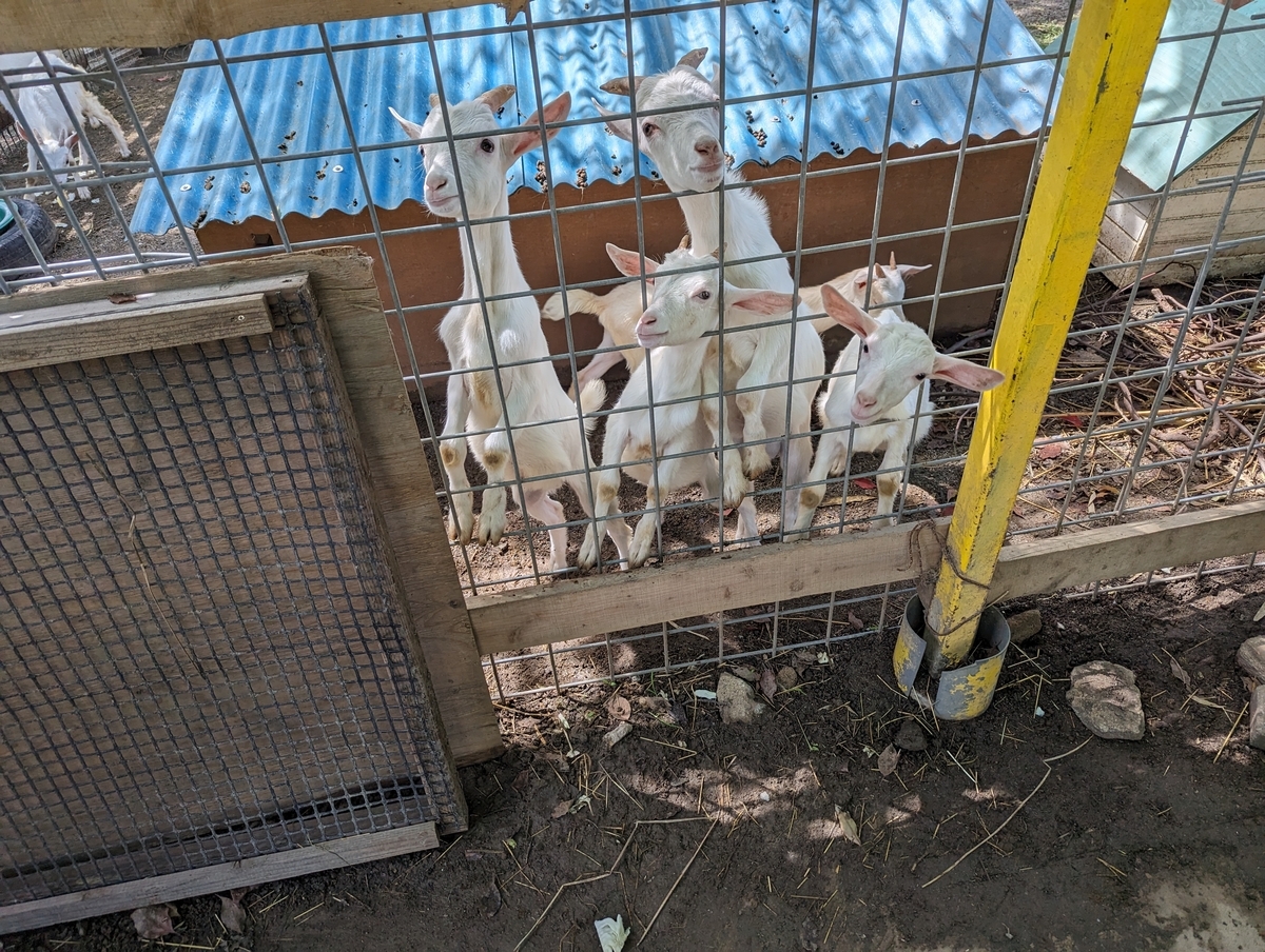 たくさんの子ヤギ