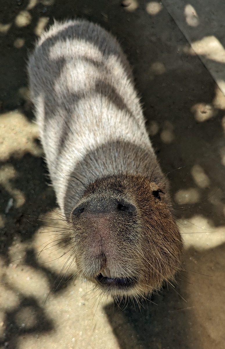 カピバラ２