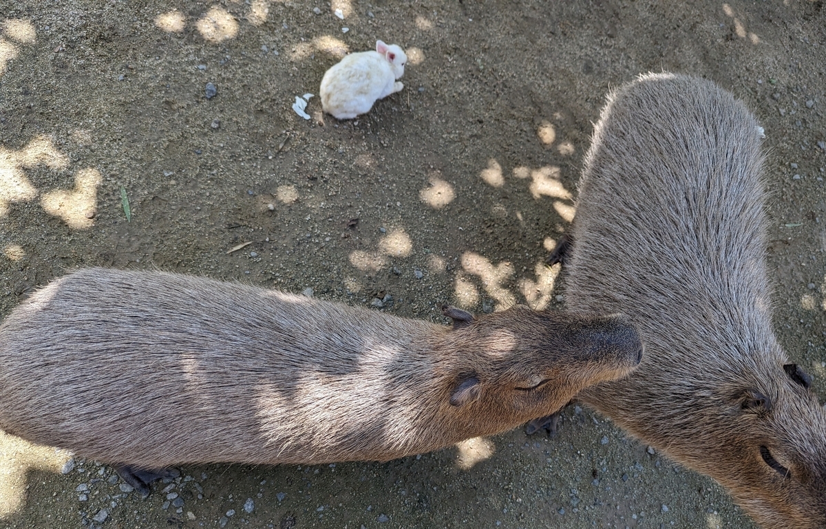カピバラ3
