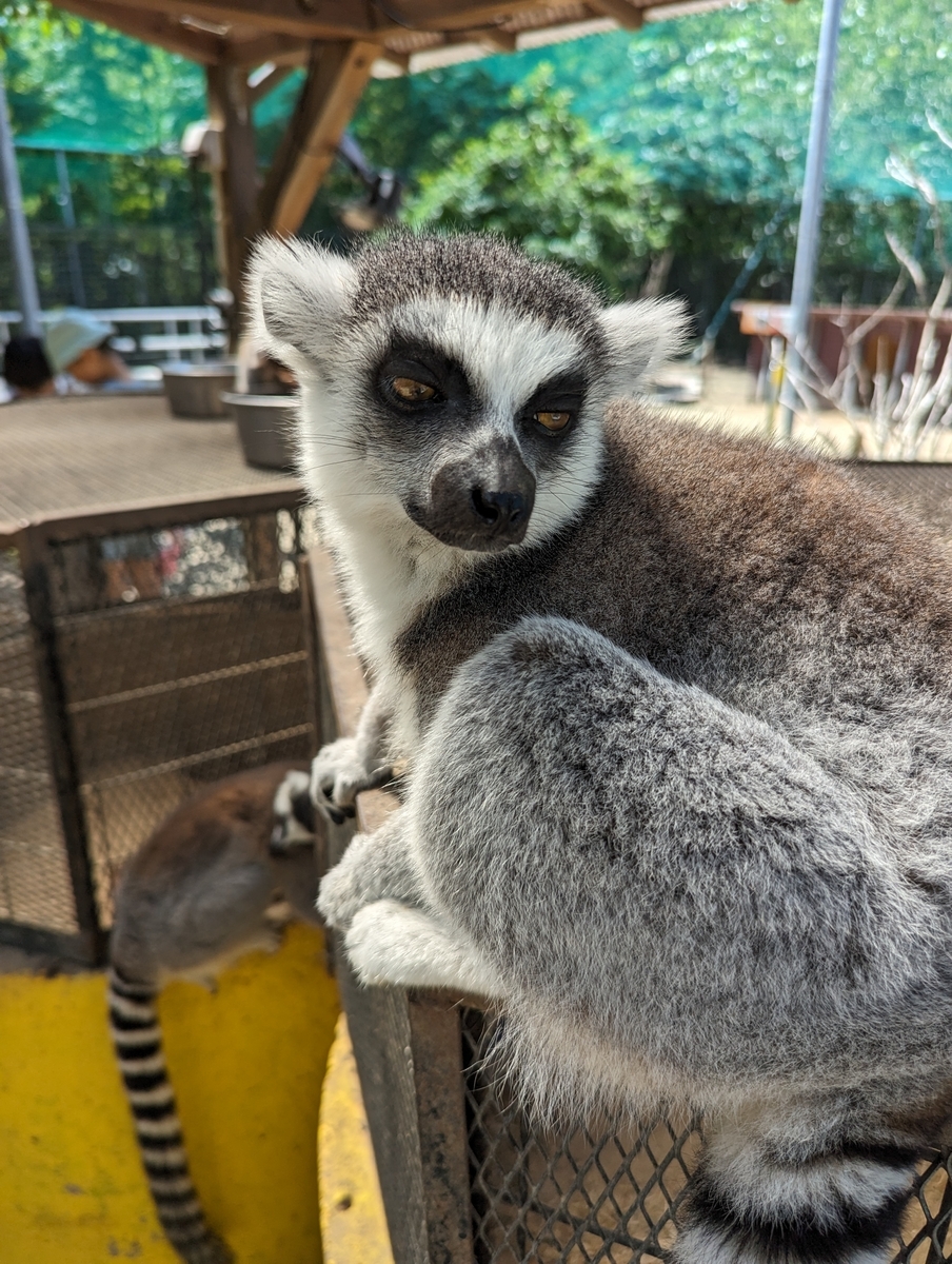 ワオキツネザル１