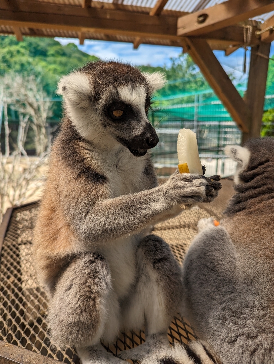 ワオキツネザル2