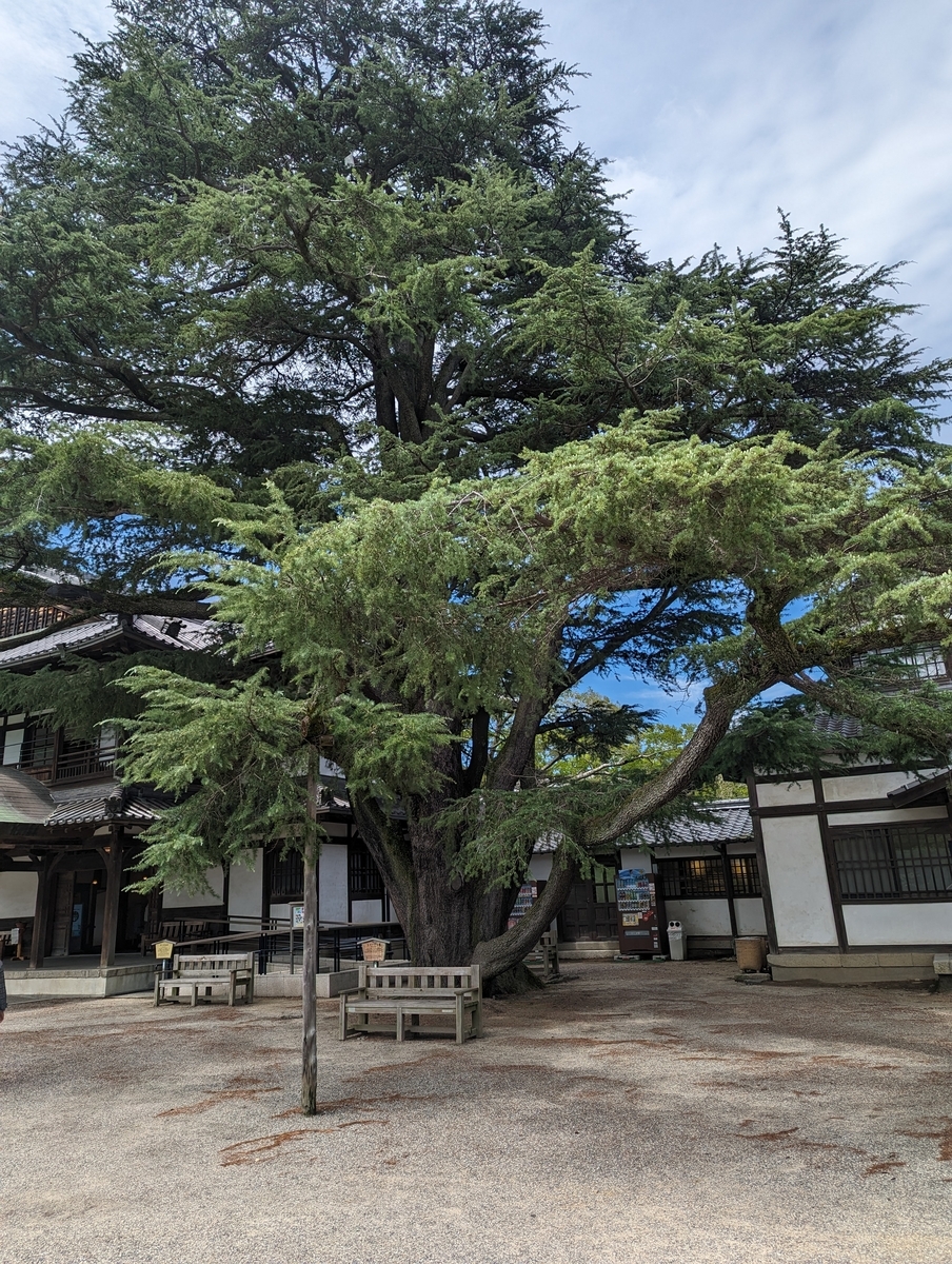 栗林公園大松