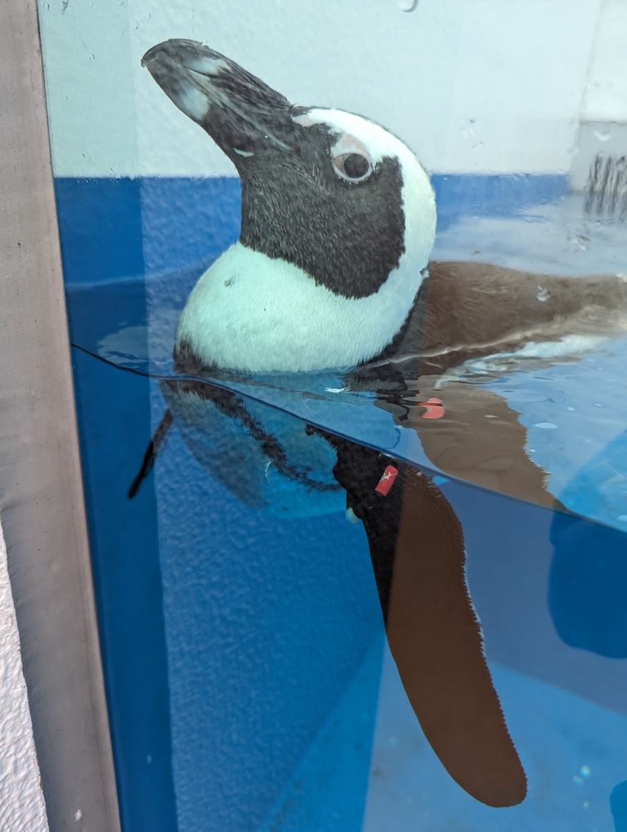 ペンギン１