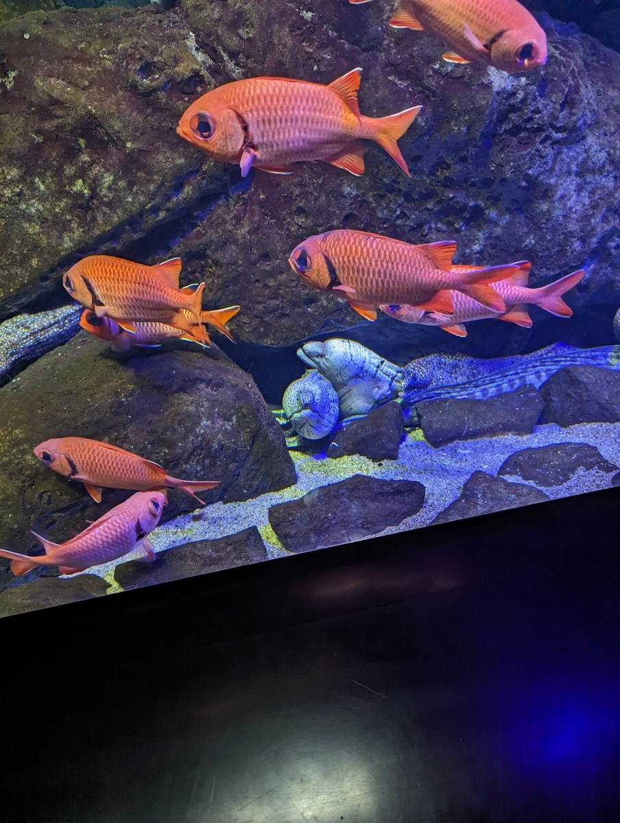 四国水族館1