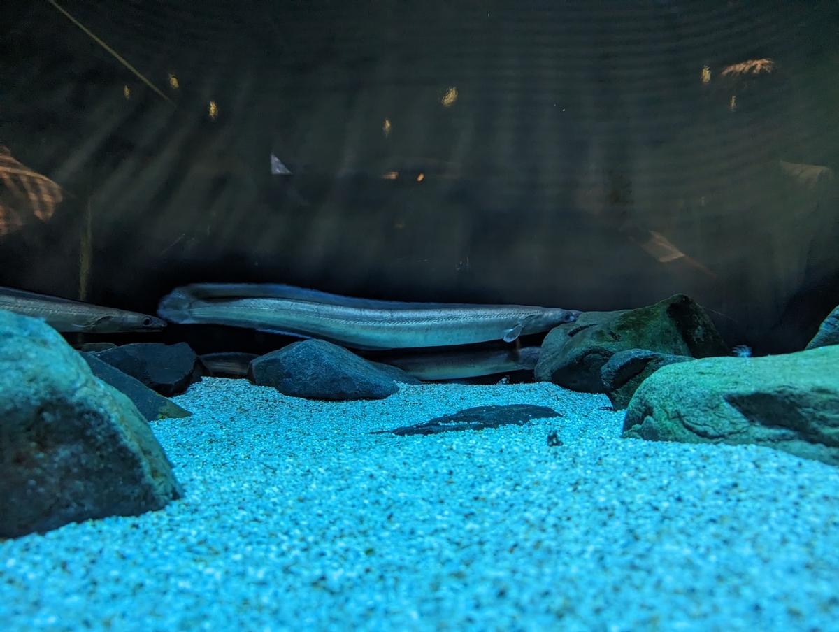 四国水族館2
