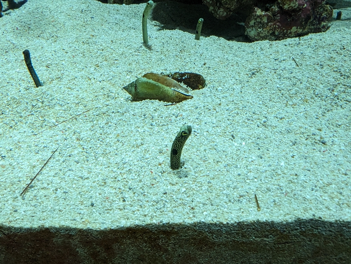 チンアナゴ
