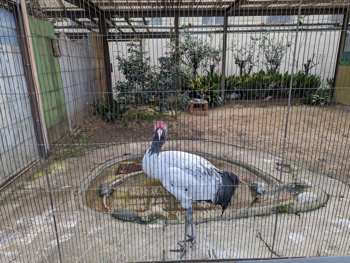 オグロヅル
