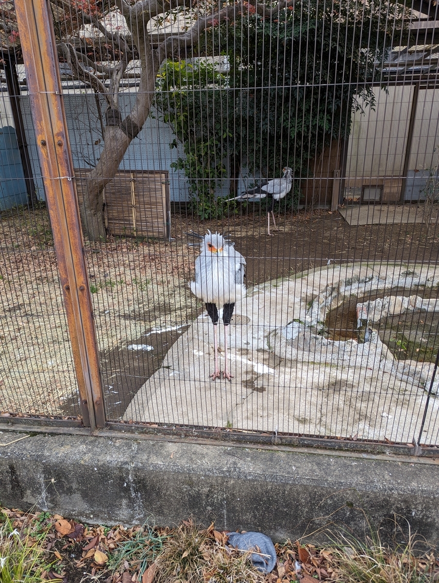 ヘビクイワシ