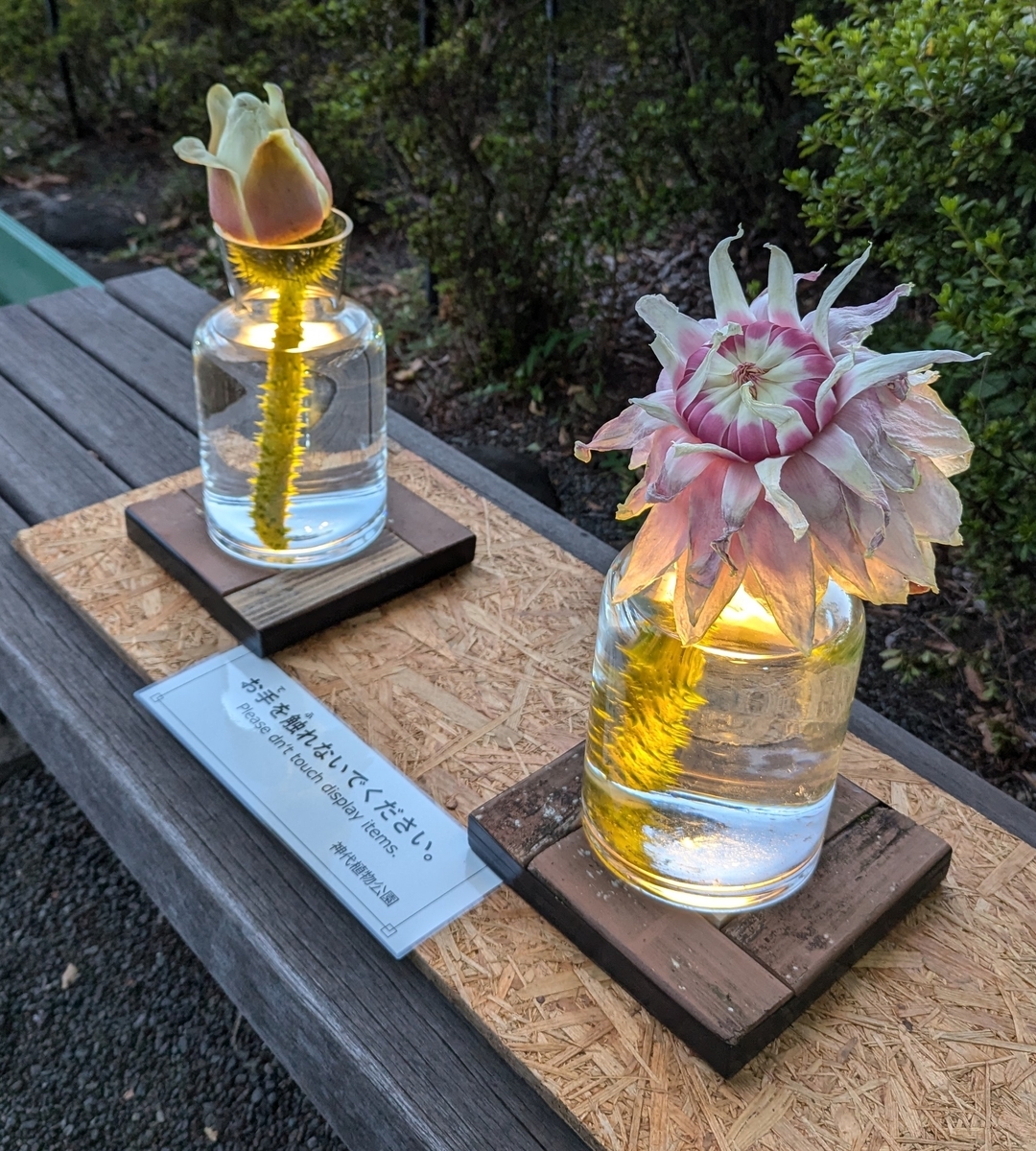 パラグアイオオオニバスの花とつぼみ