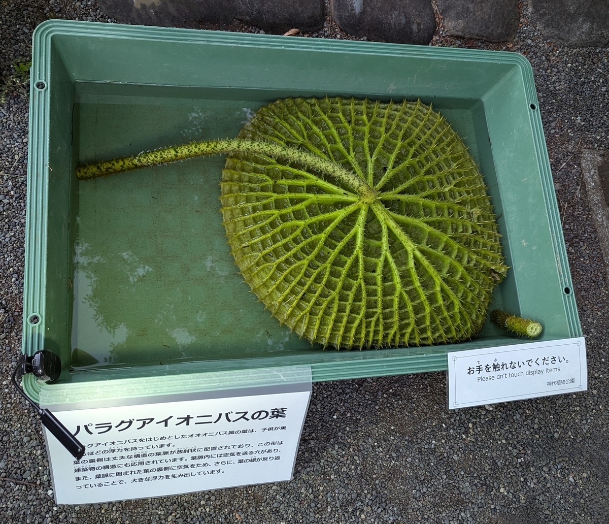 パラグアイオオオニバスの葉の裏