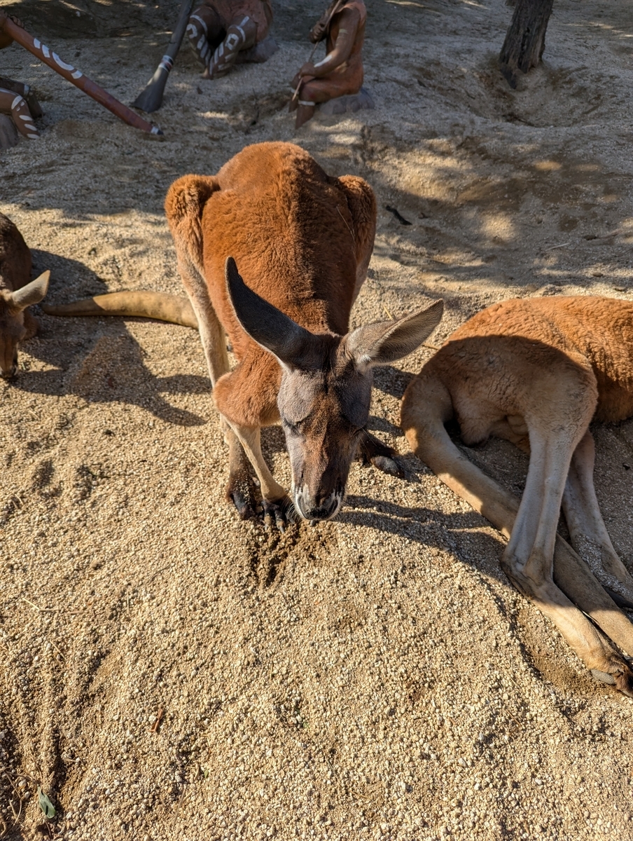 『東武動物公園』カンガルー②