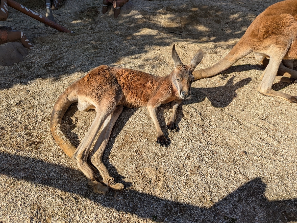 『東武動物公園』カンガルー③
