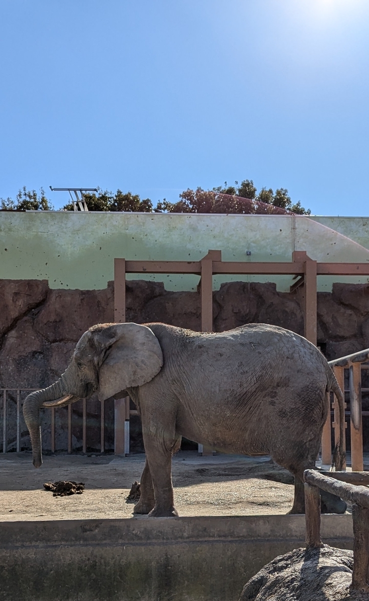 『東武動物公園』アフリカゾウ