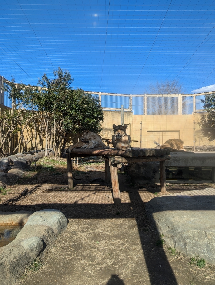 『東武動物公園』ライオン