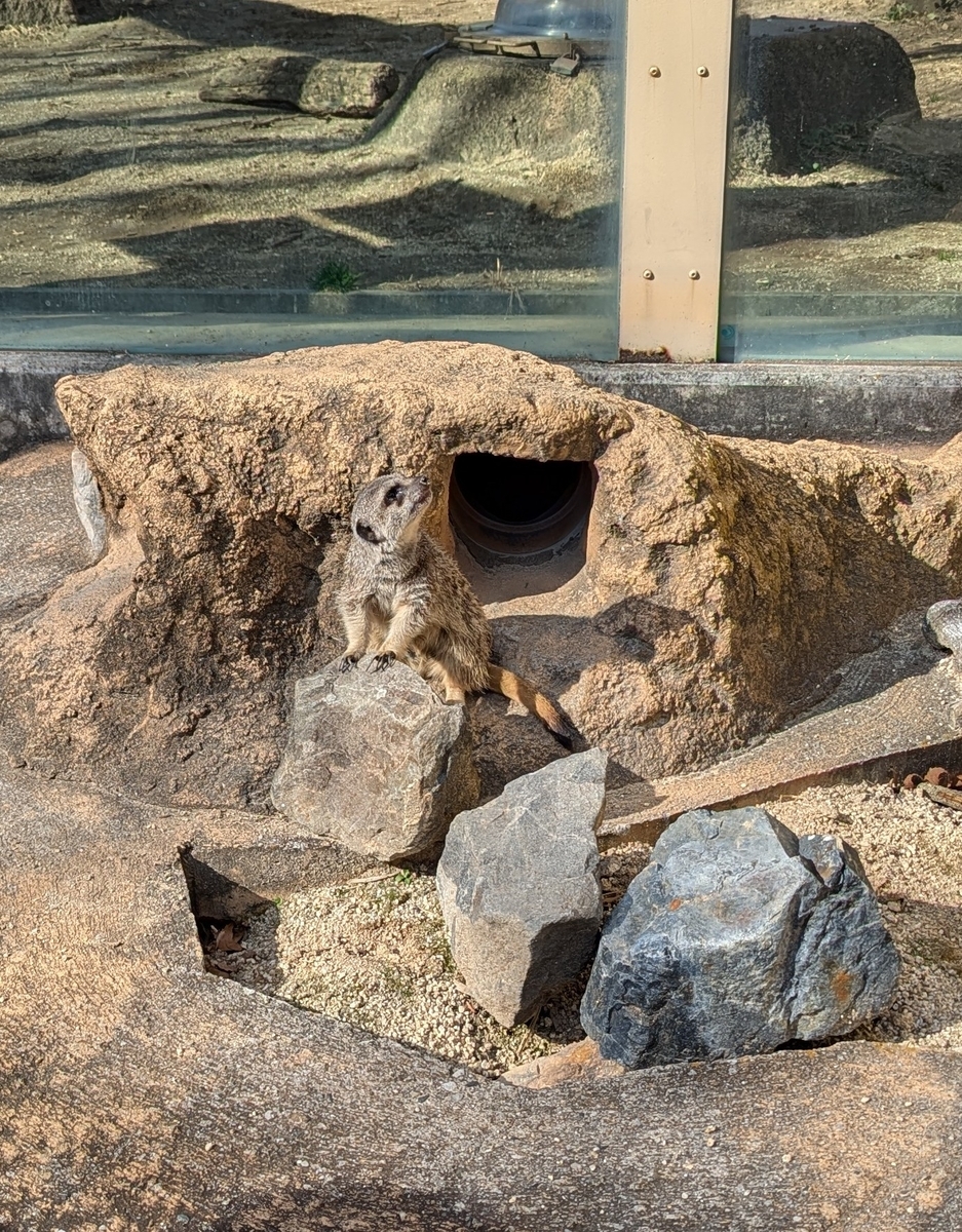 『東武動物公園』ミーアキャット