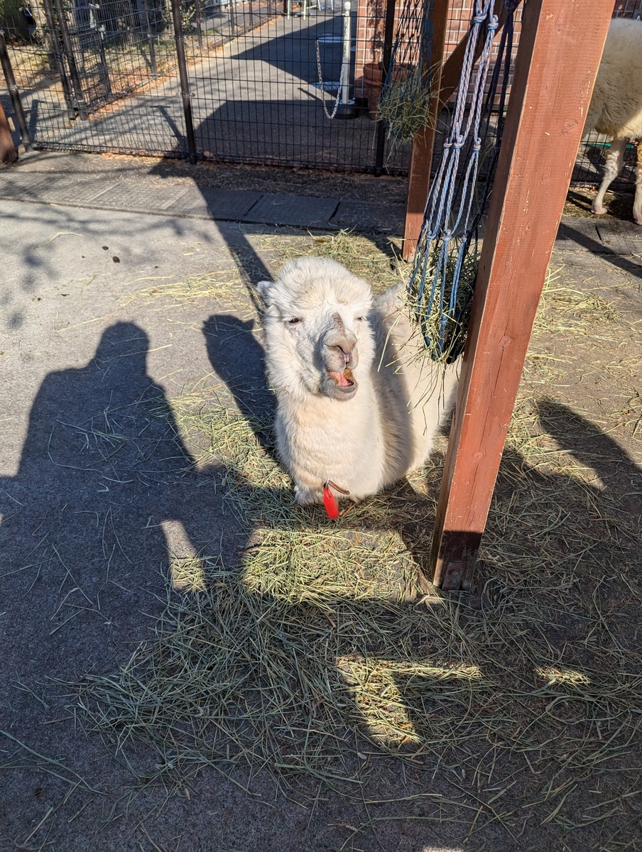『東武動物公園』アルパカ