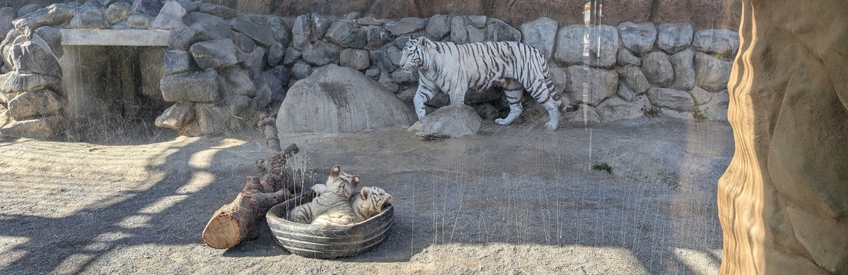 『東武動物公園』ホワイトタイガーの赤ちゃん①