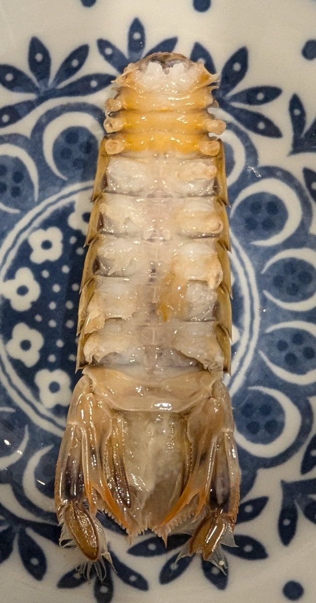 シャコの裏側②