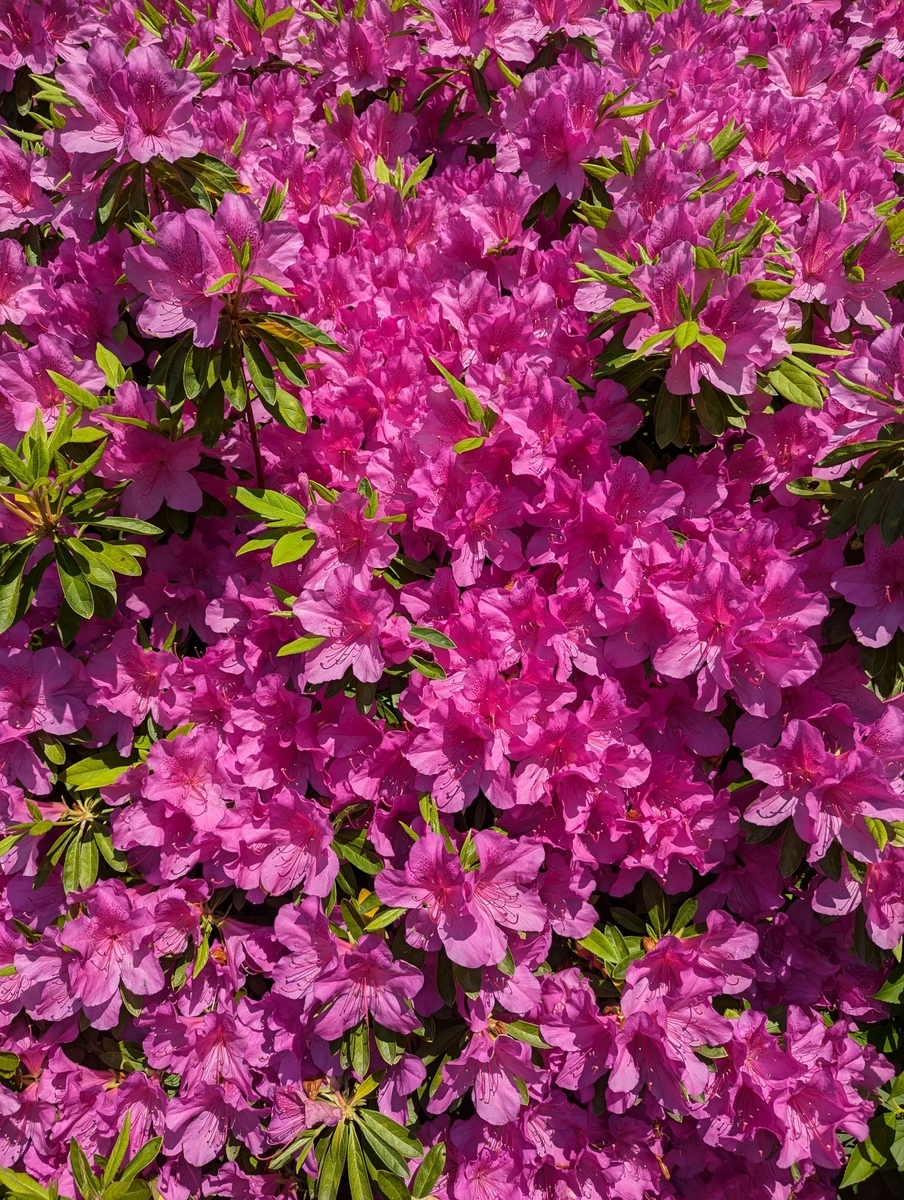 旧安田庭園⑥