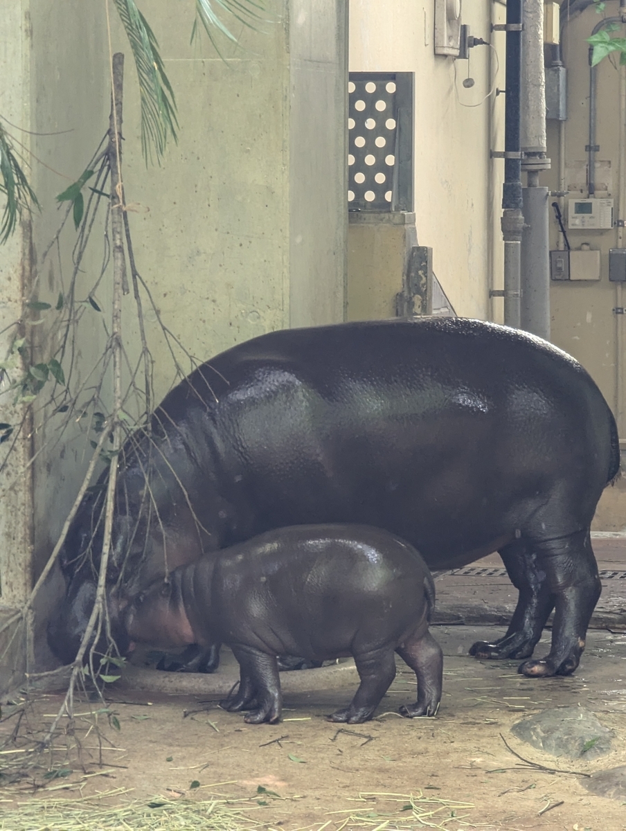 コブシ君①