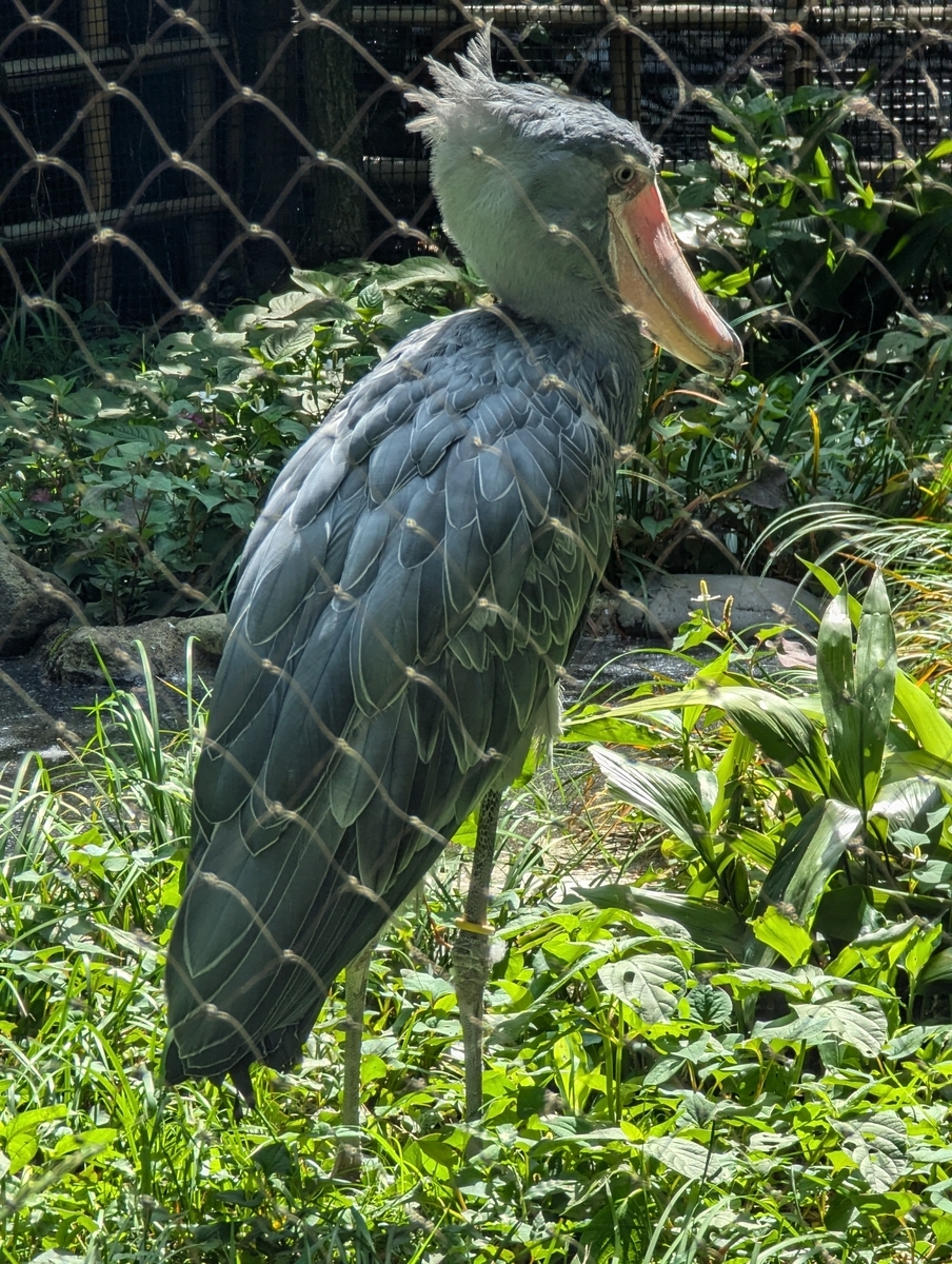 ハシビロコウ