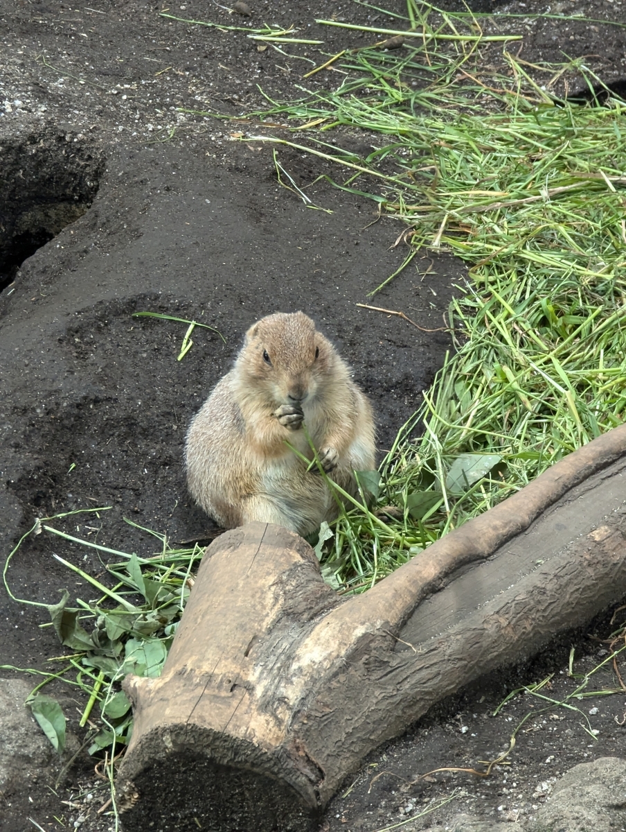 プレーリードッグ①