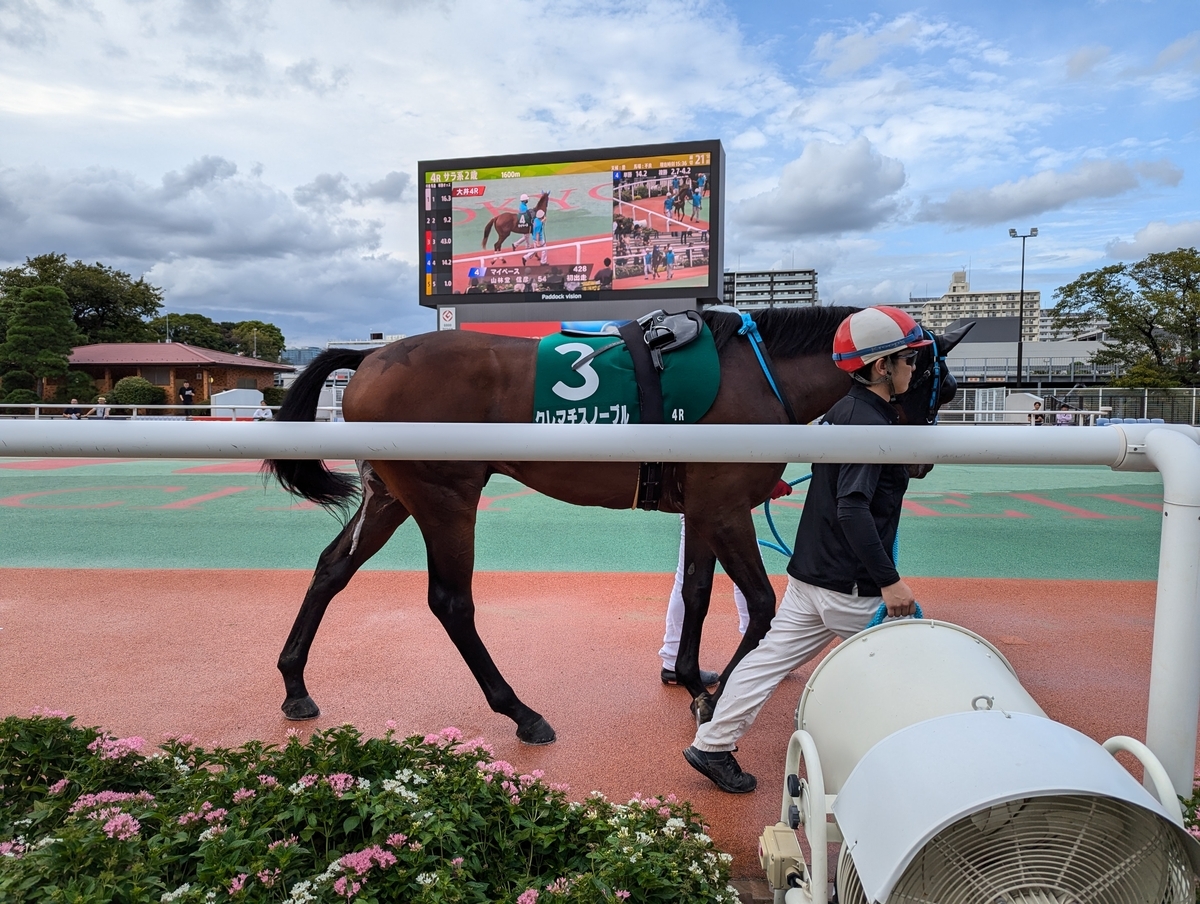 『大井競馬場』パドック①