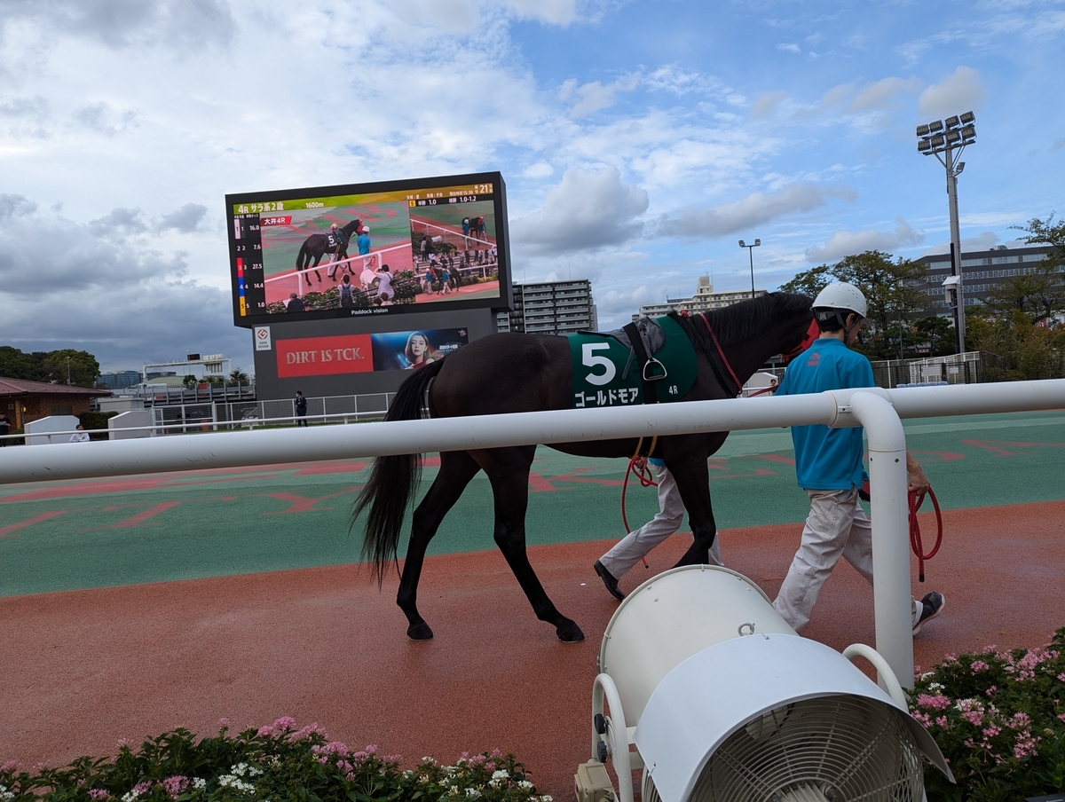 『大井競馬場』パドック②