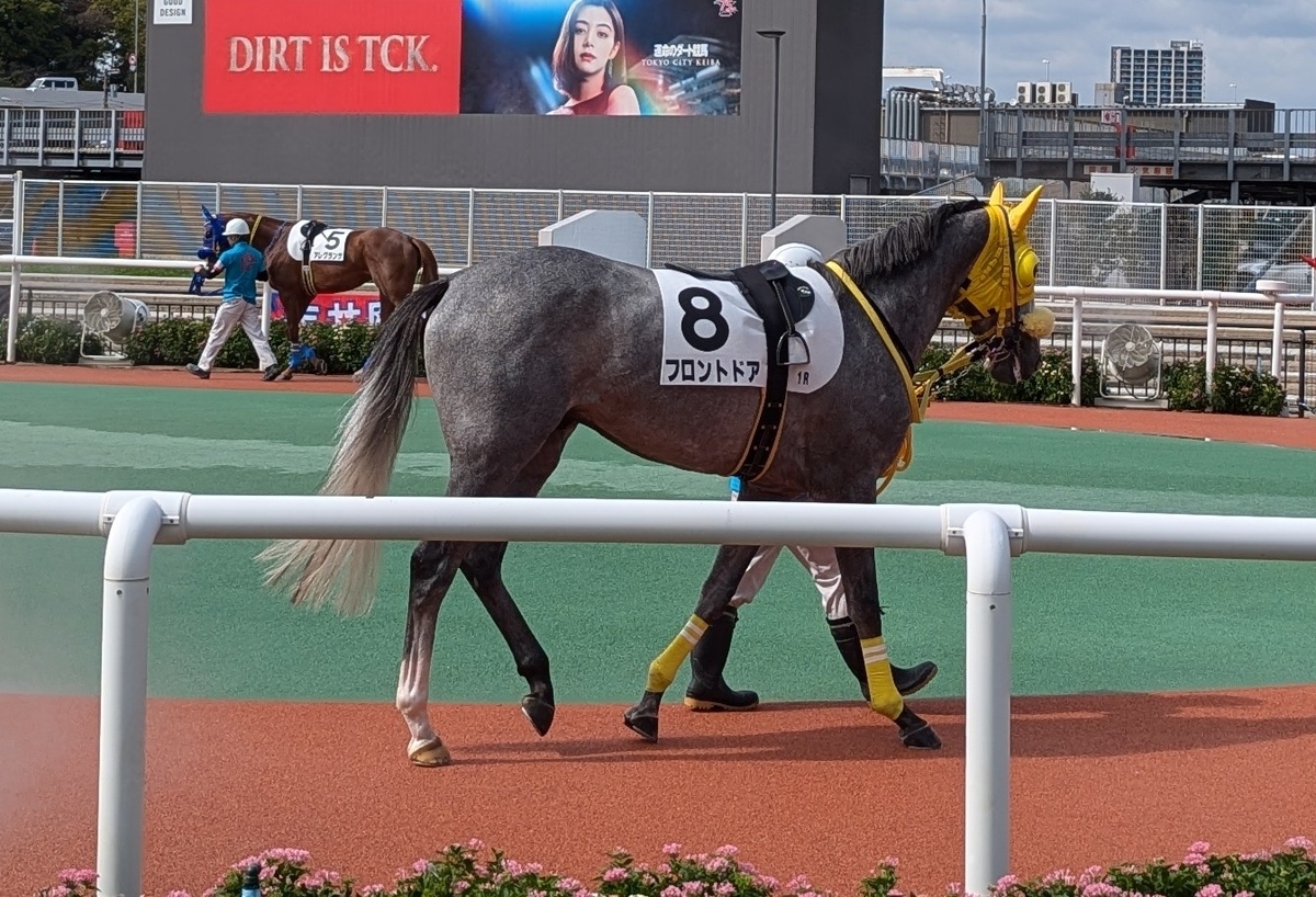 『大井競馬場』パドック③