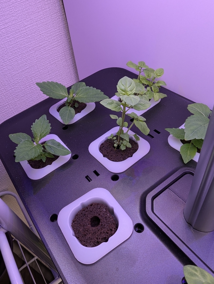 JustSmartの『IGS-20SE』でハーブを育ててみました！ペパーミント