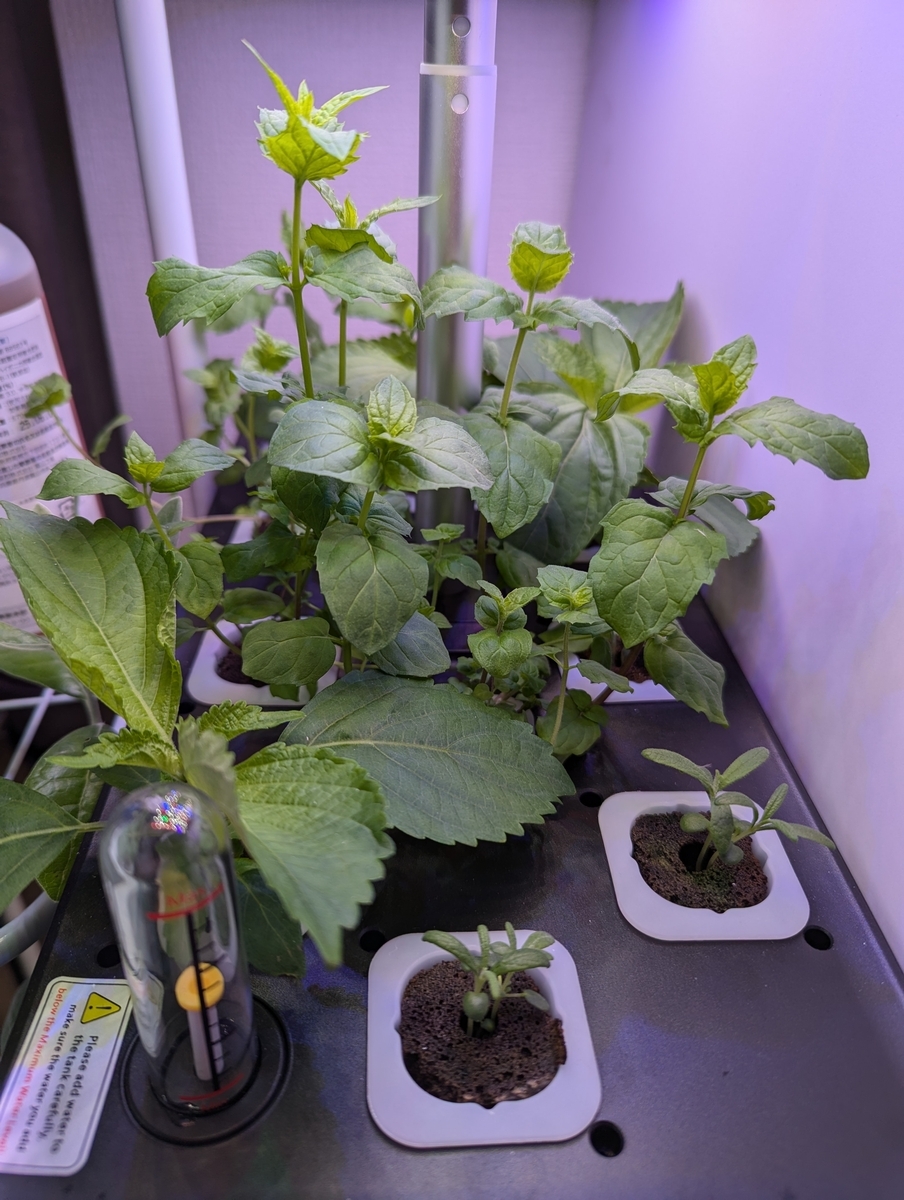 JustSmartの『IGS-20SE』でハーブを育ててみました！ペパーミント