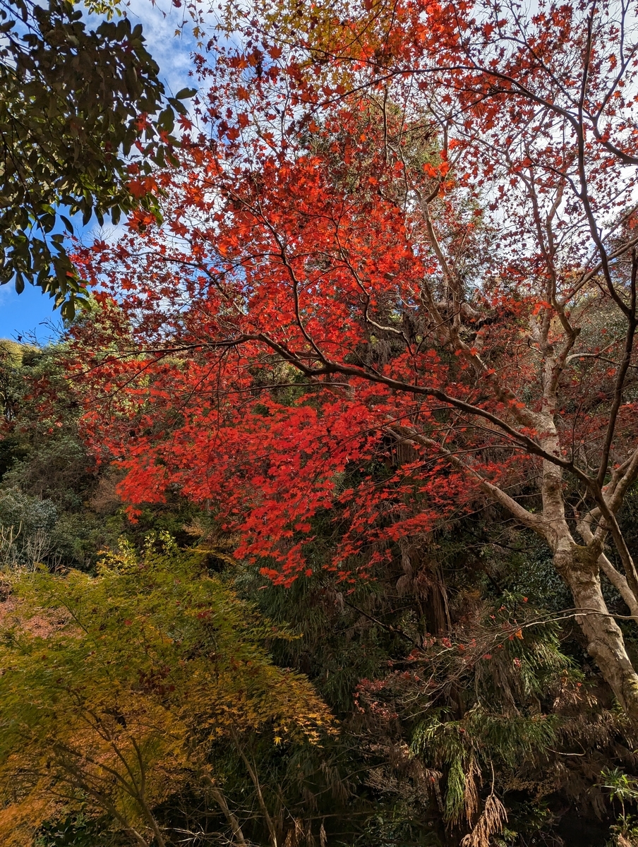 箕面公園②