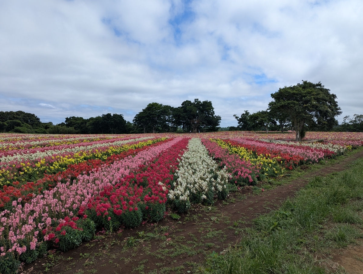 キンギョソウ畑②