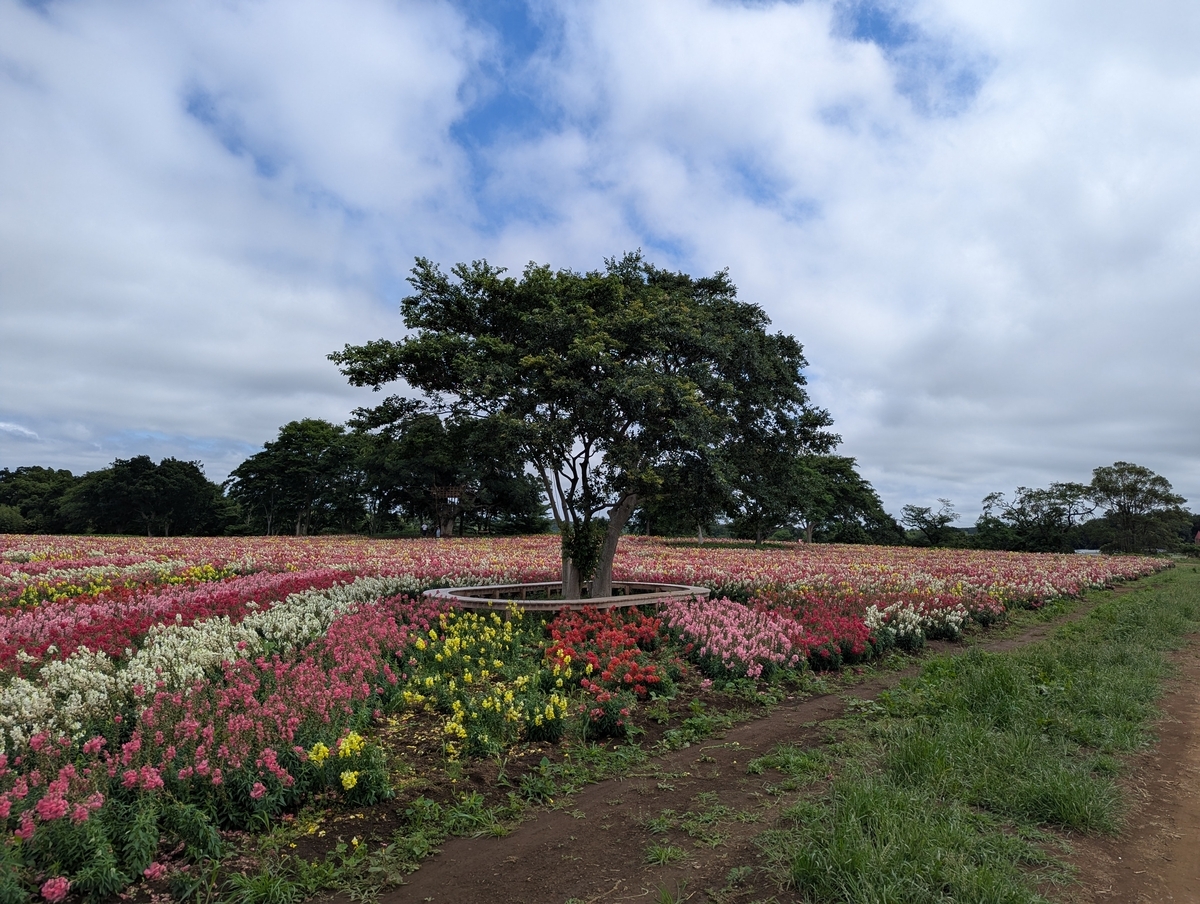 キンギョソウ畑③