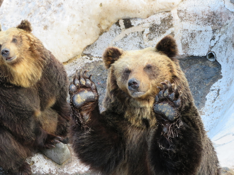 クマ牧場
