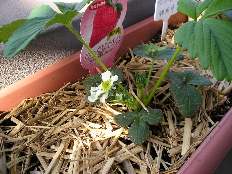 開花2