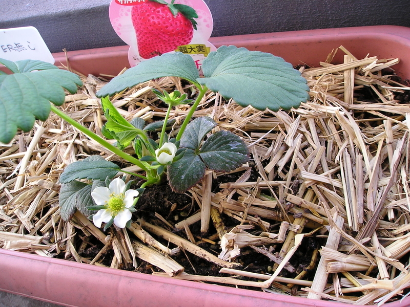 開花
