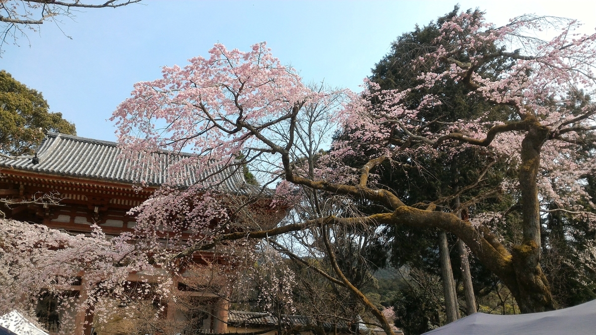 f:id:bingomarisima:20190330131706j:plain f:id:bingomarisima:20190330131706j:plain