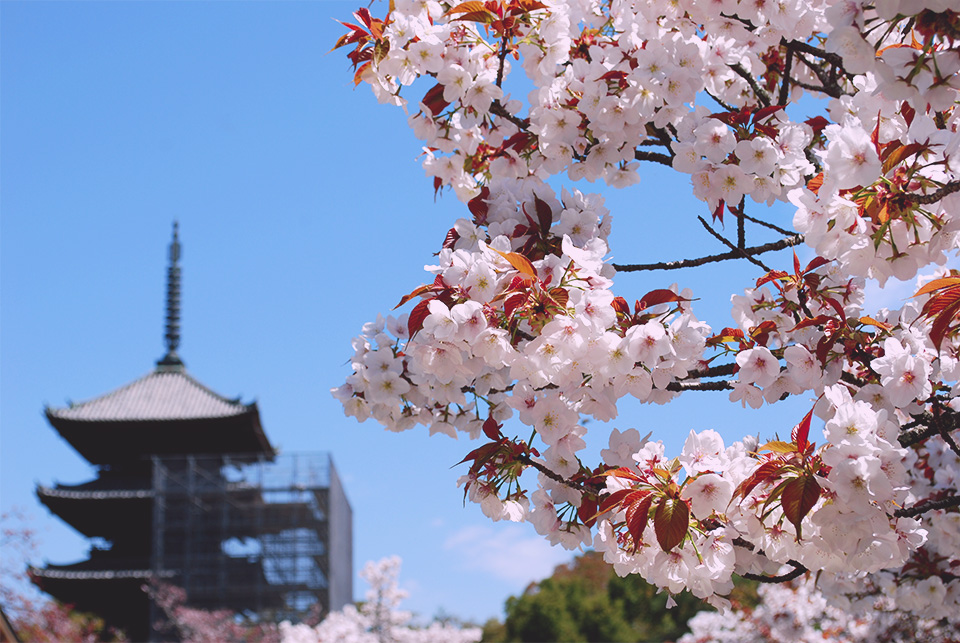 f:id:binisai:20190416212638j:plain