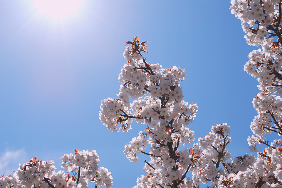 f:id:binisai:20190416212742j:plain
