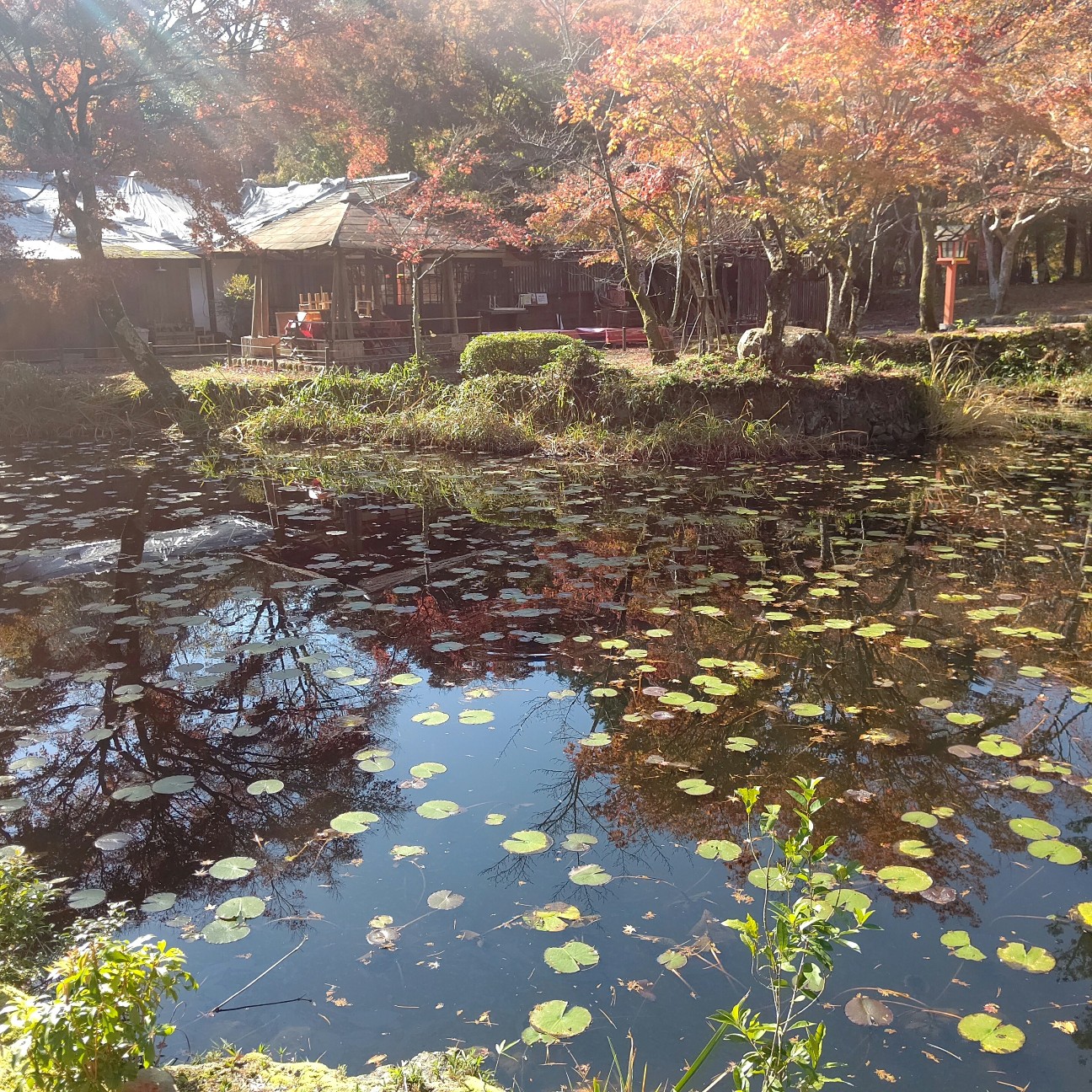 f:id:binju1202:20201130164719j:image