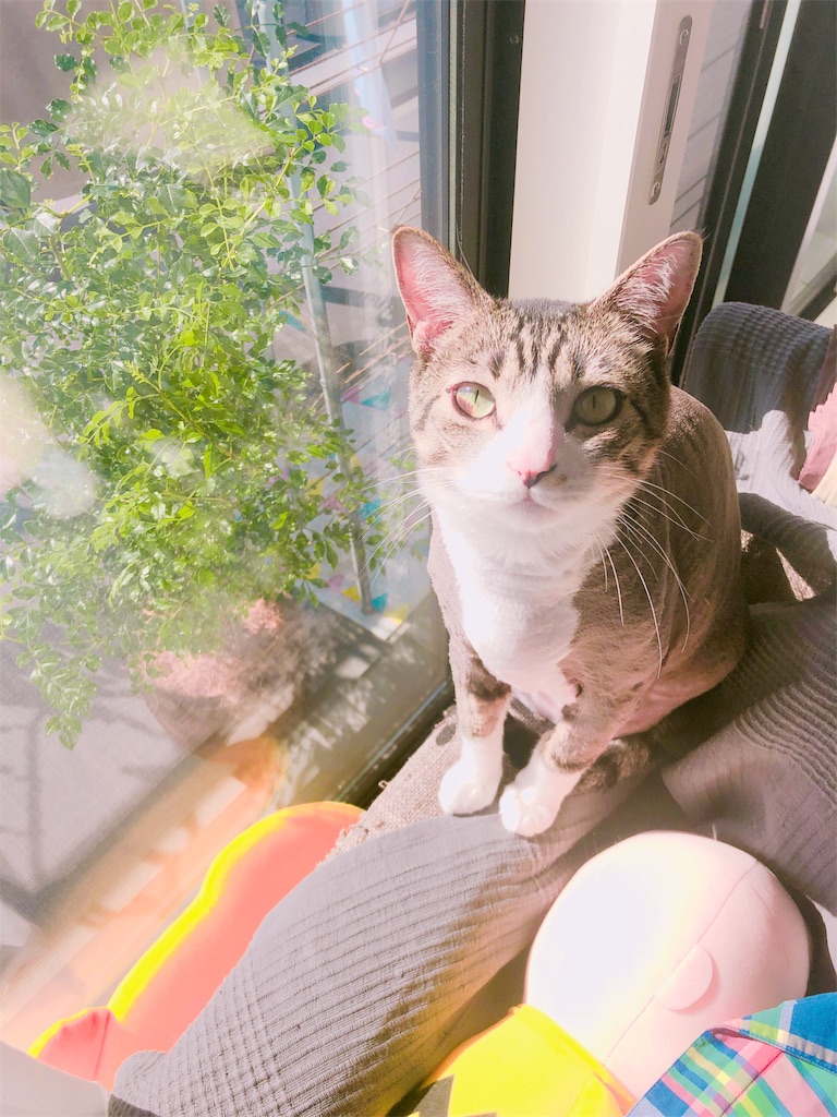 f:id:binyan:20190703075236j:image
