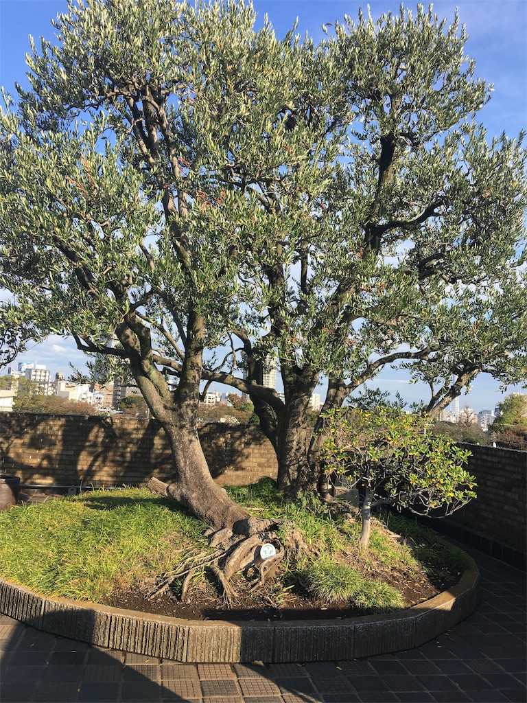 f:id:binyugan:20181113141356j:image