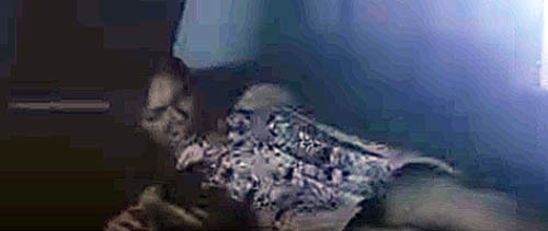 f:id:bio-re-love:20200623195332j:plain