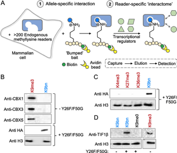 f:id:biocchi:20201220225622p:plain