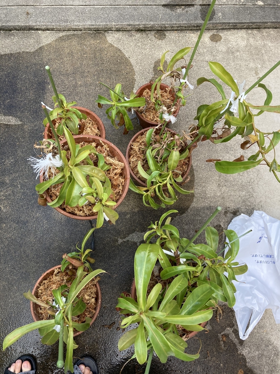 ウツボカズラの失敗しない増やし方 植え替え Biolove S Blog
