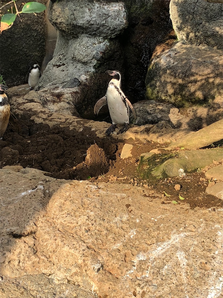 f:id:biolpyrrhogaster:20200216094848j:image
