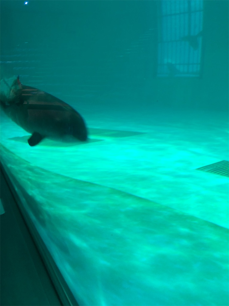 f:id:biolpyrrhogaster:20200216094850j:image
