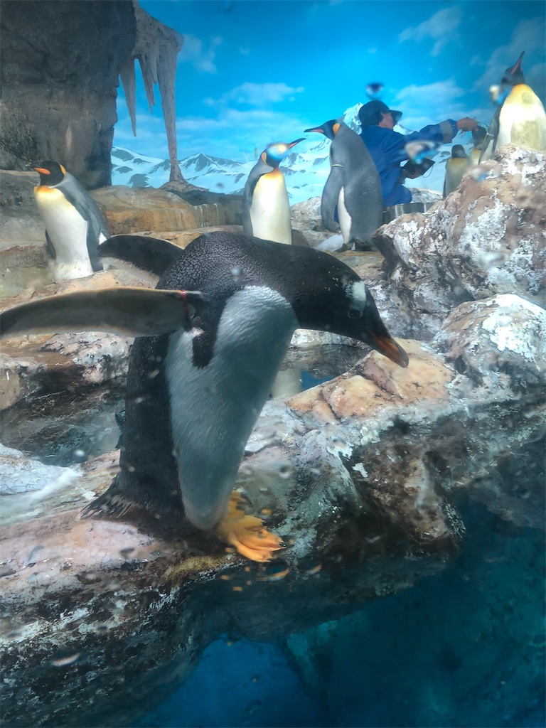 f:id:biolpyrrhogaster:20200216094906j:image